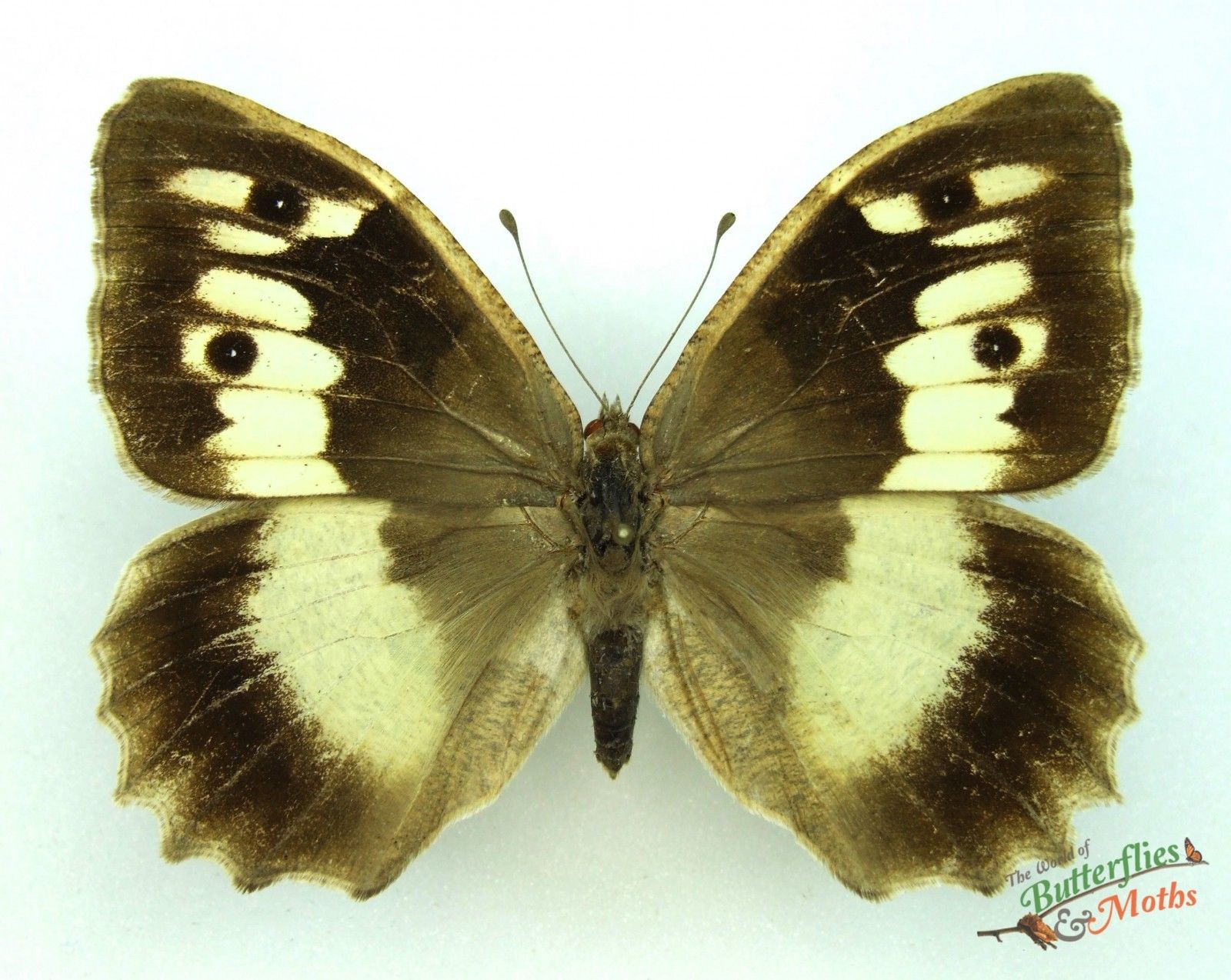 hermit butterfly