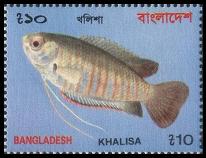 Hilsa numbers dwindle in markets
