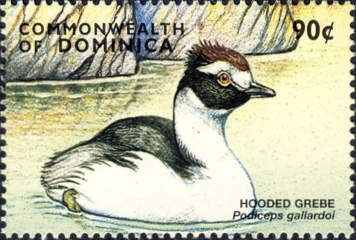 hooded grebe