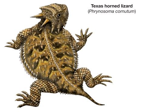 What happened to the great Texas horny toad?