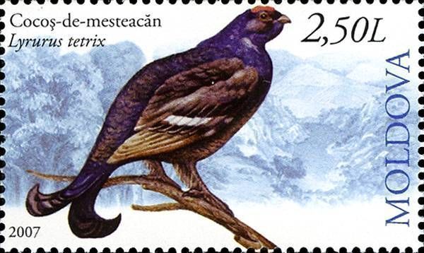 Overijssel roeit met imidacloprid verontreiniging vlinders en vogels uit