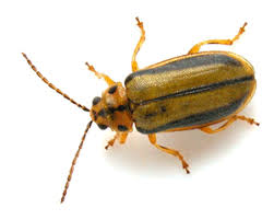 Leaf beetles: Even a tiny dose of pesticide will impair reproduction