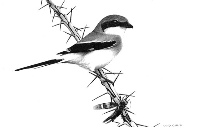The loggerhead shrike is in steep decline