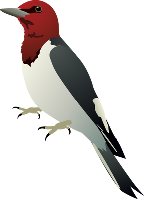 Red-headed woodpeckers are on decline