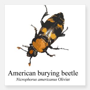 nicrophorus_americanus_square_sticker_3_x_3