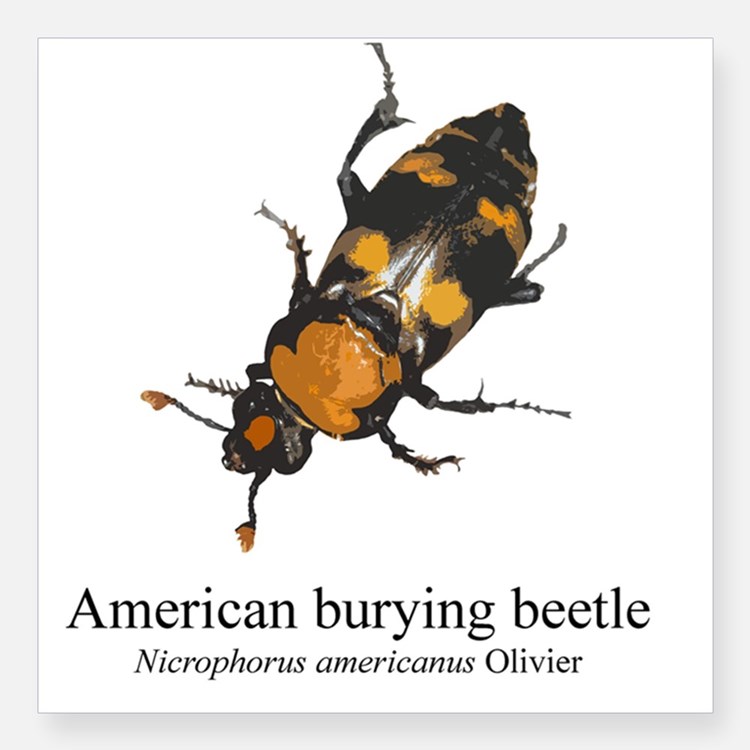 American Burying Beetle Close To Extinction