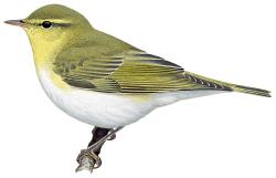 So dramatisch steht es um unsere Vögel an Rhein und Ruhr