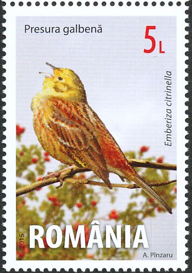 Yellowhammers have experienced a considerable decline over the past 25 years