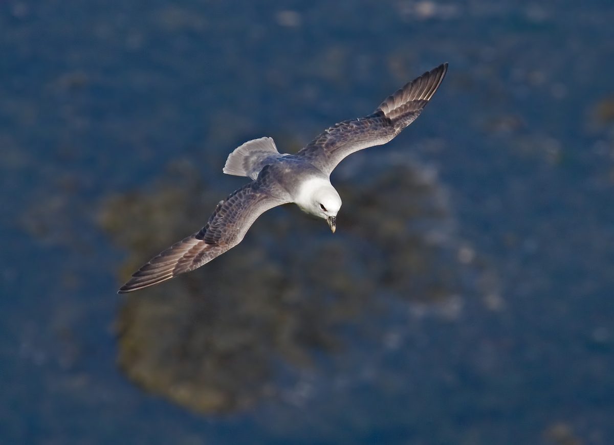 noordse stormvogel
