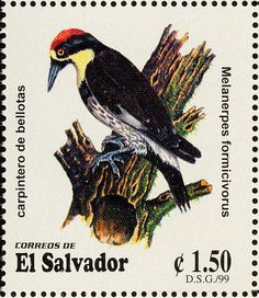 Red-headed woodpeckers are in decline