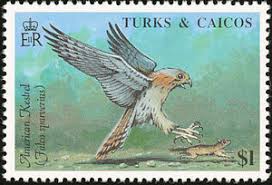 Perplexing decline in the American kestrel population is related to lack of prey