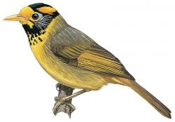 Negros Island’s endemic babbler birds continue to decline