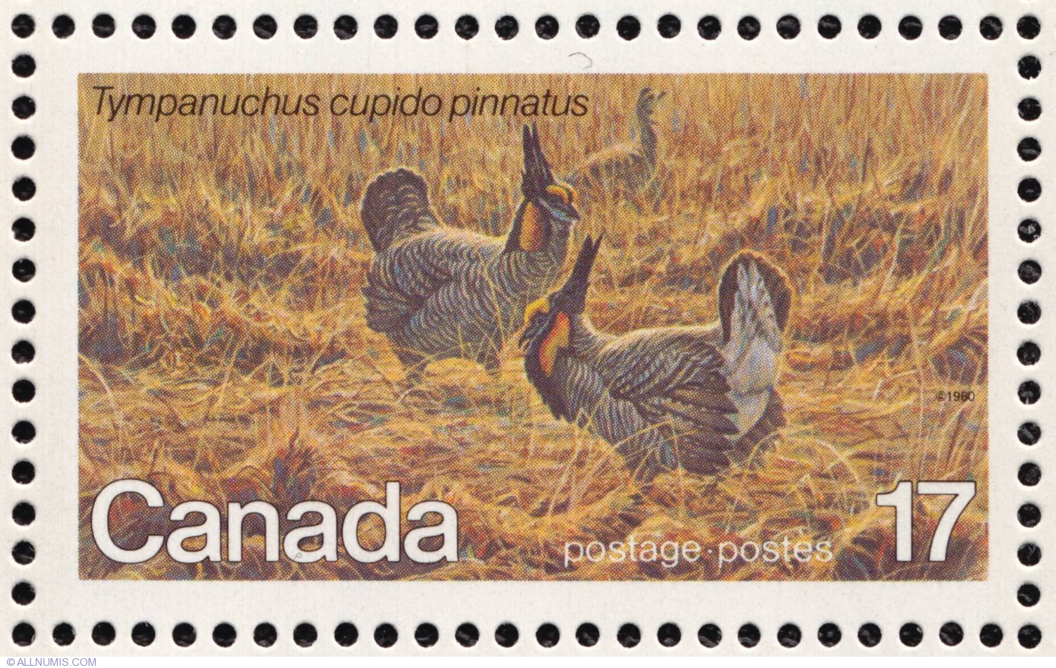 Prairie grouse are exposed to neonicotinoids