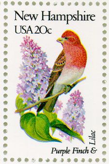 purple finch