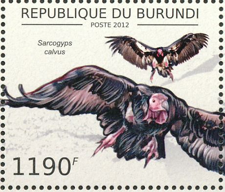 Cambodia records 50 percent decline in vulture population in a decade
