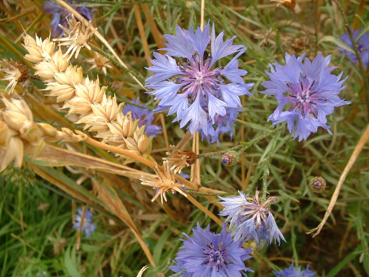 korenbloem