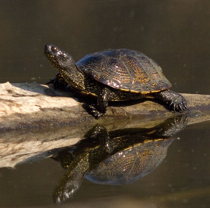 Europese moerasschildpad