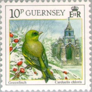 European-Greenfinch-Carduelis-chloris