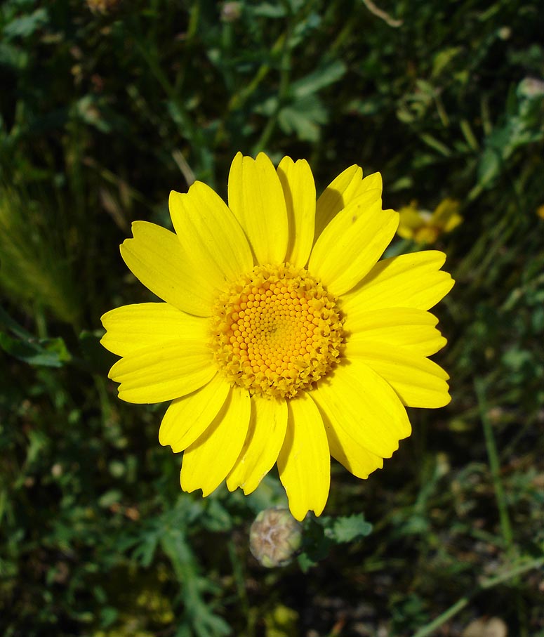 gele ganzenbloem