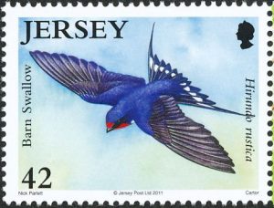 barn swallow4