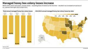 bee colony losses