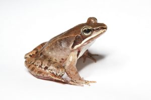 boskikker