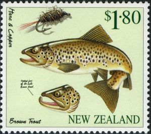 brown trout