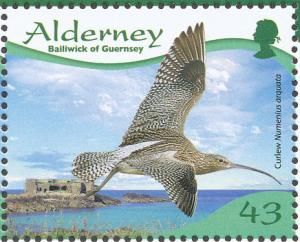 curlew1