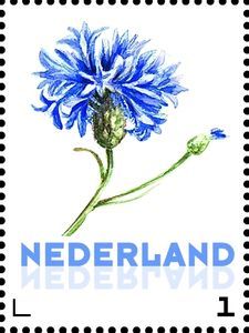 korenbloem