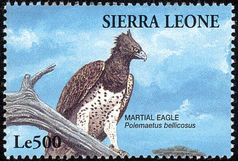 martial eagle