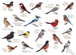 mountain birds