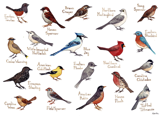 mountain birds
