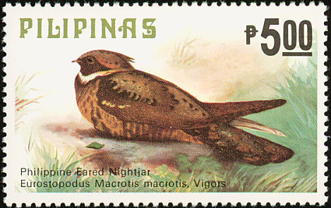 nightjar