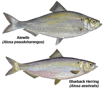 riverherring