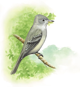 southwestern willow flycatcher