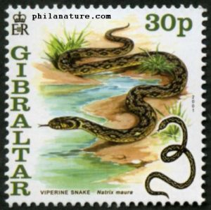 viper snake