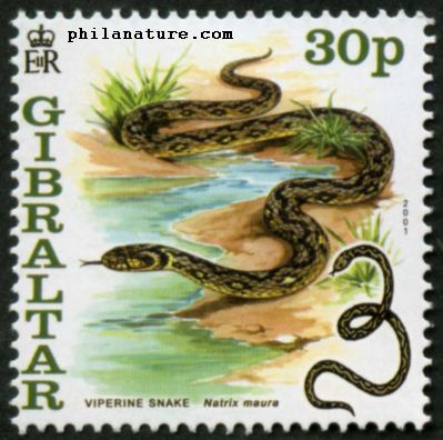 viper snake