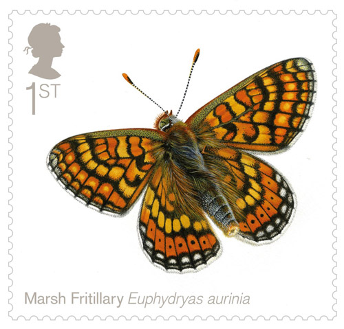 0590-butterlies-stamp-marsh