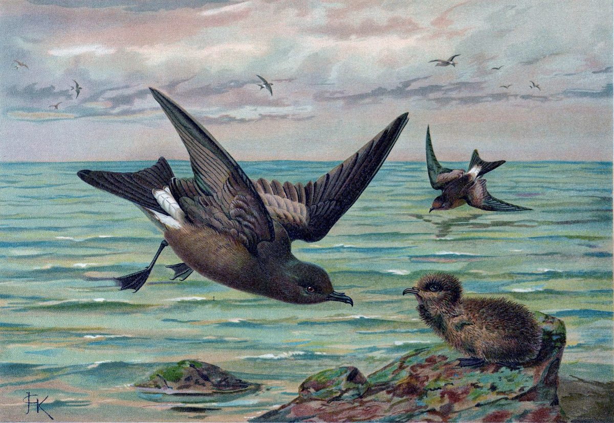 vaal stormvogeltje