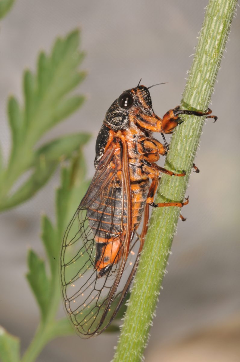Cicadetta montana