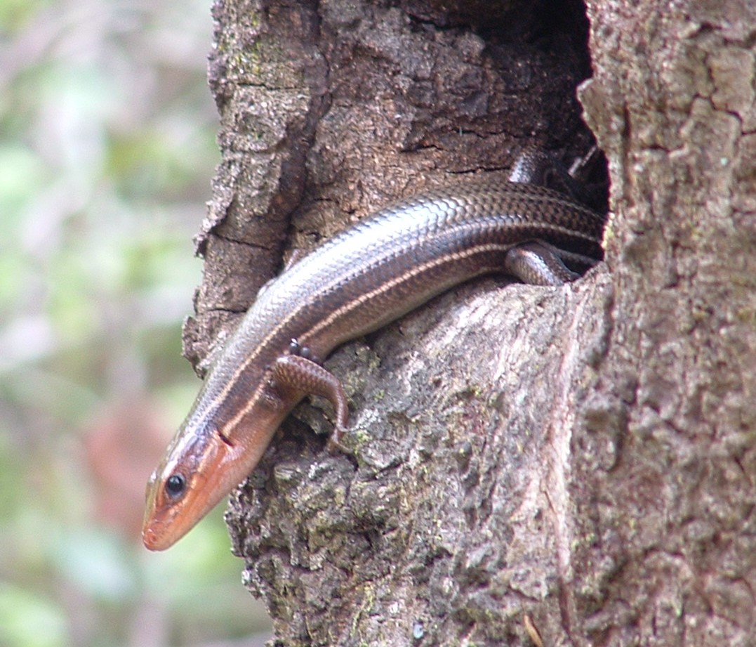 Plestiodon anthracinus