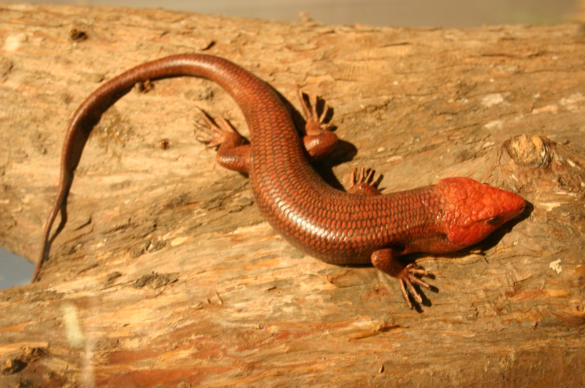 Breedkopskink