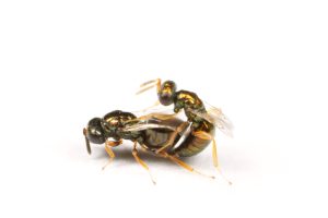 Nasonia-vitripennis-mating-1