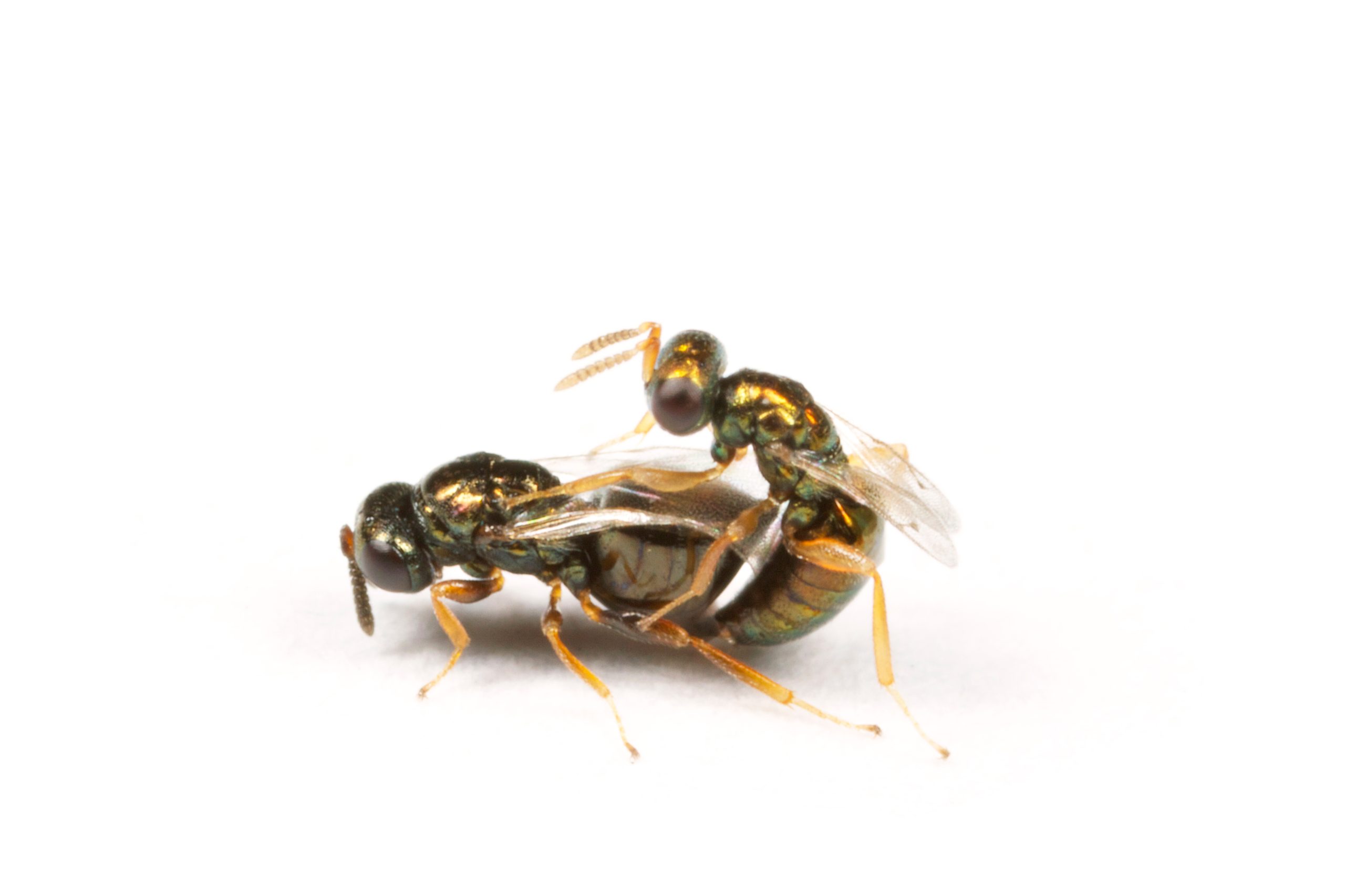 Nasonia-vitripennis-mating-1