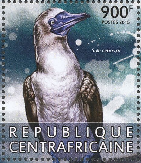 blue-footed booby