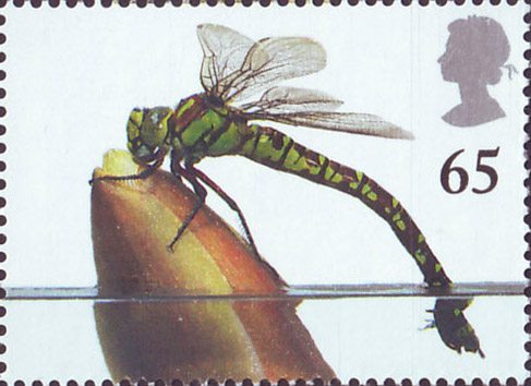 dragonfly3