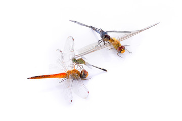 dragonfly5