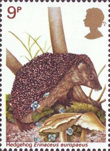 hedgehog5