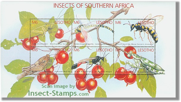insects6