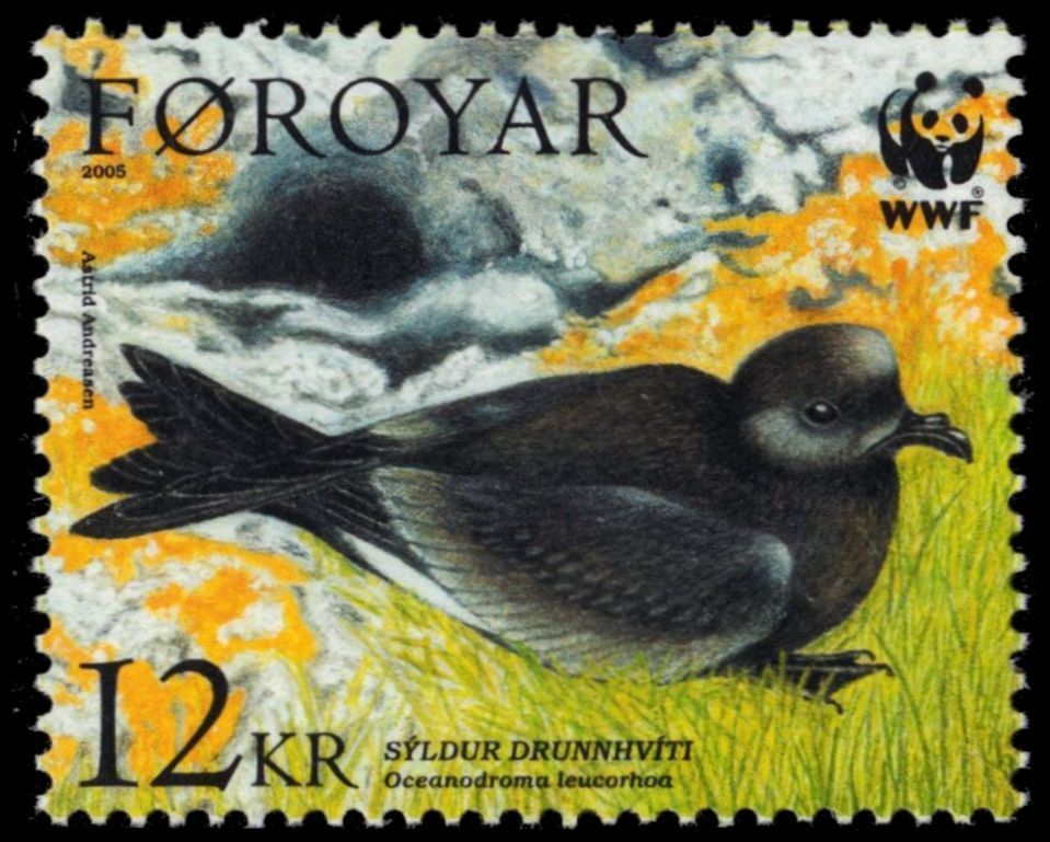 leach storm petrel1